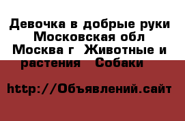 Девочка в добрые руки - Московская обл., Москва г. Животные и растения » Собаки   